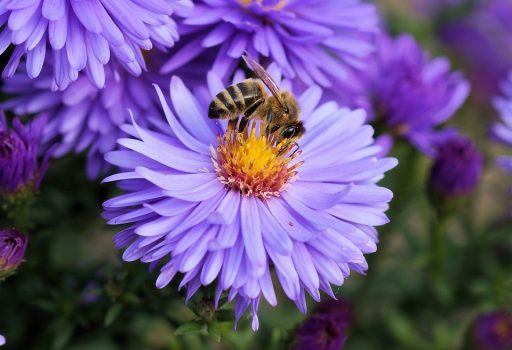 Bienenzuchtverein Pinkafeld und Umgebung